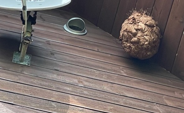 新潟蜂駆除専門店 長岡支店